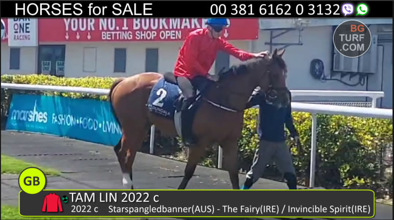 bgturf horses for sale